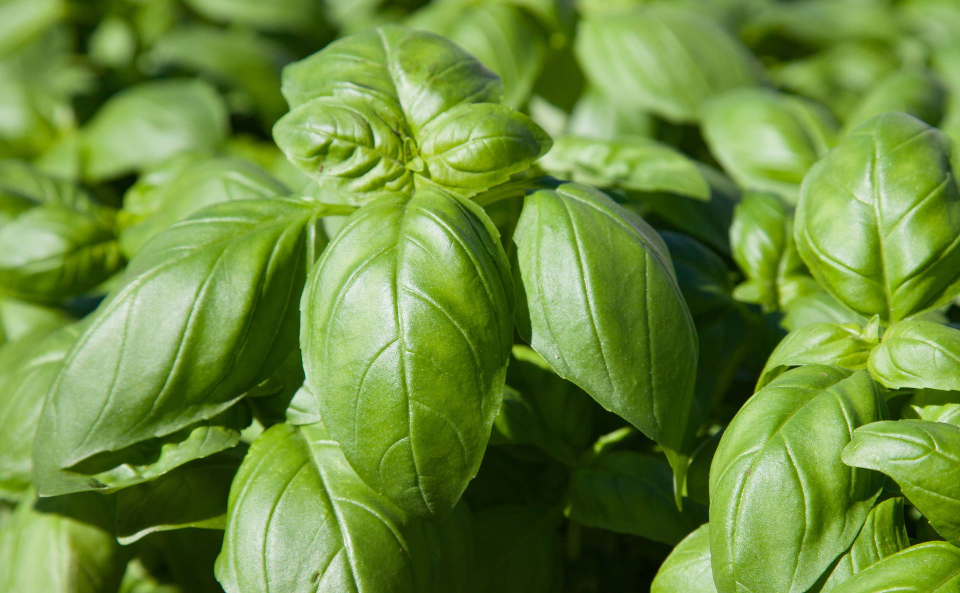 Basolico Basilico: tutti gli usi in cucina
