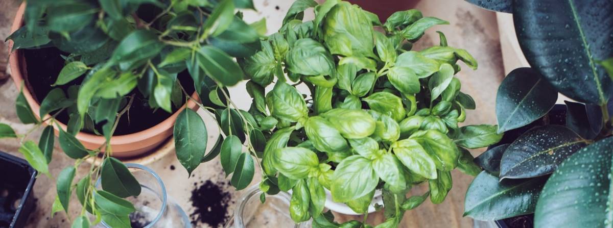 basilico-tutti-gli-usi-in-cucina