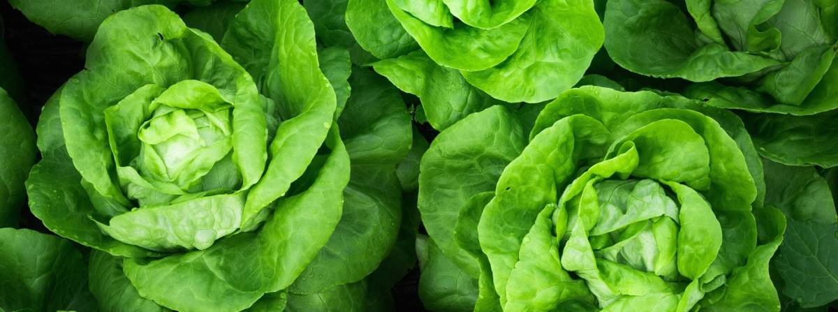 5-insalate-miste-estive-e-nutrienti