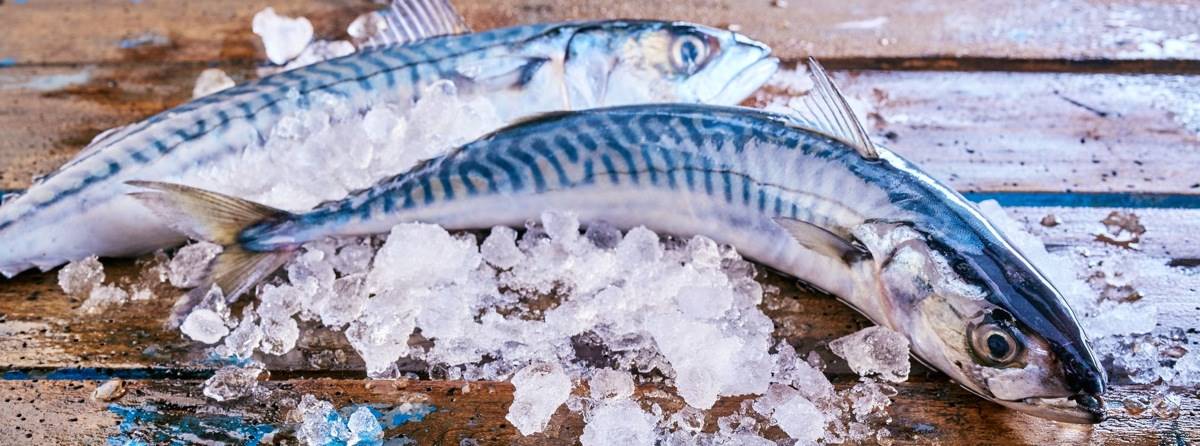 4-pesci-azzurri-e-come-cucinarli