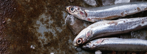 pesce-dautunno-bonta-e-salute-nel-piatto