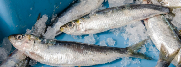 pesce-dautunno-bonta-e-salute-nel-piatto