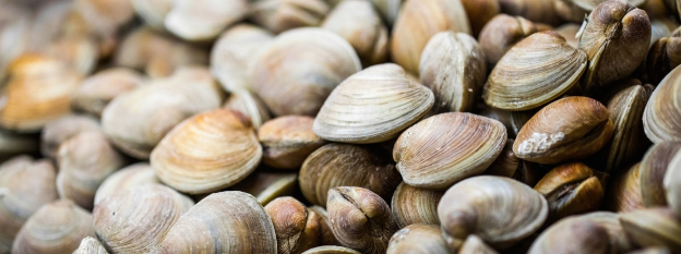 pesce-dautunno-bonta-e-salute-nel-piatto