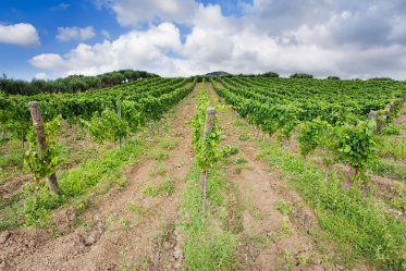 il-buono-del-paese-siracusa-sapori-e-dintorni