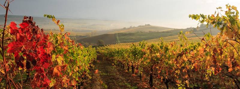 le-strade-del-vino-in-toscana-itinerari-da-assaporare-lentamente