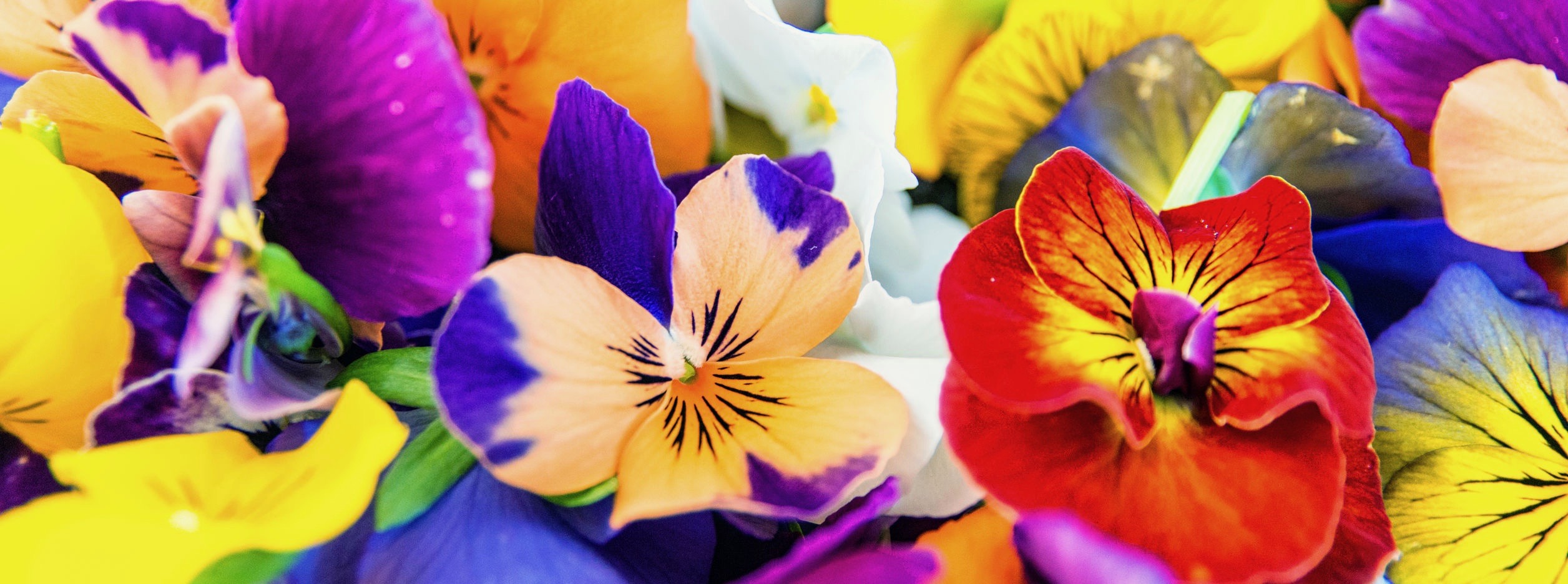 10-fiori-commestibili-e-come-utilizzarli-in-cucina