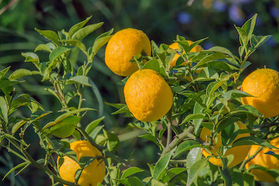 Yuzu Il Mandarino Giapponese Spiegato Dalla A Allo Yuzu Saporie