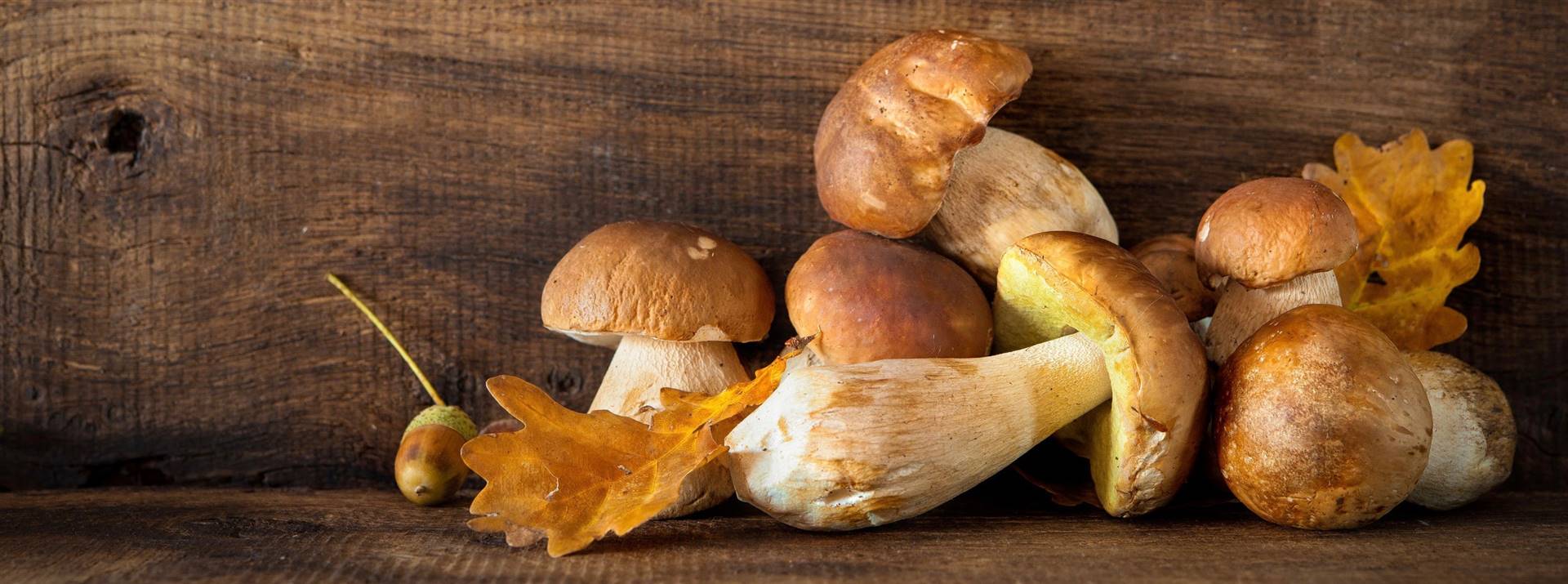 funghi